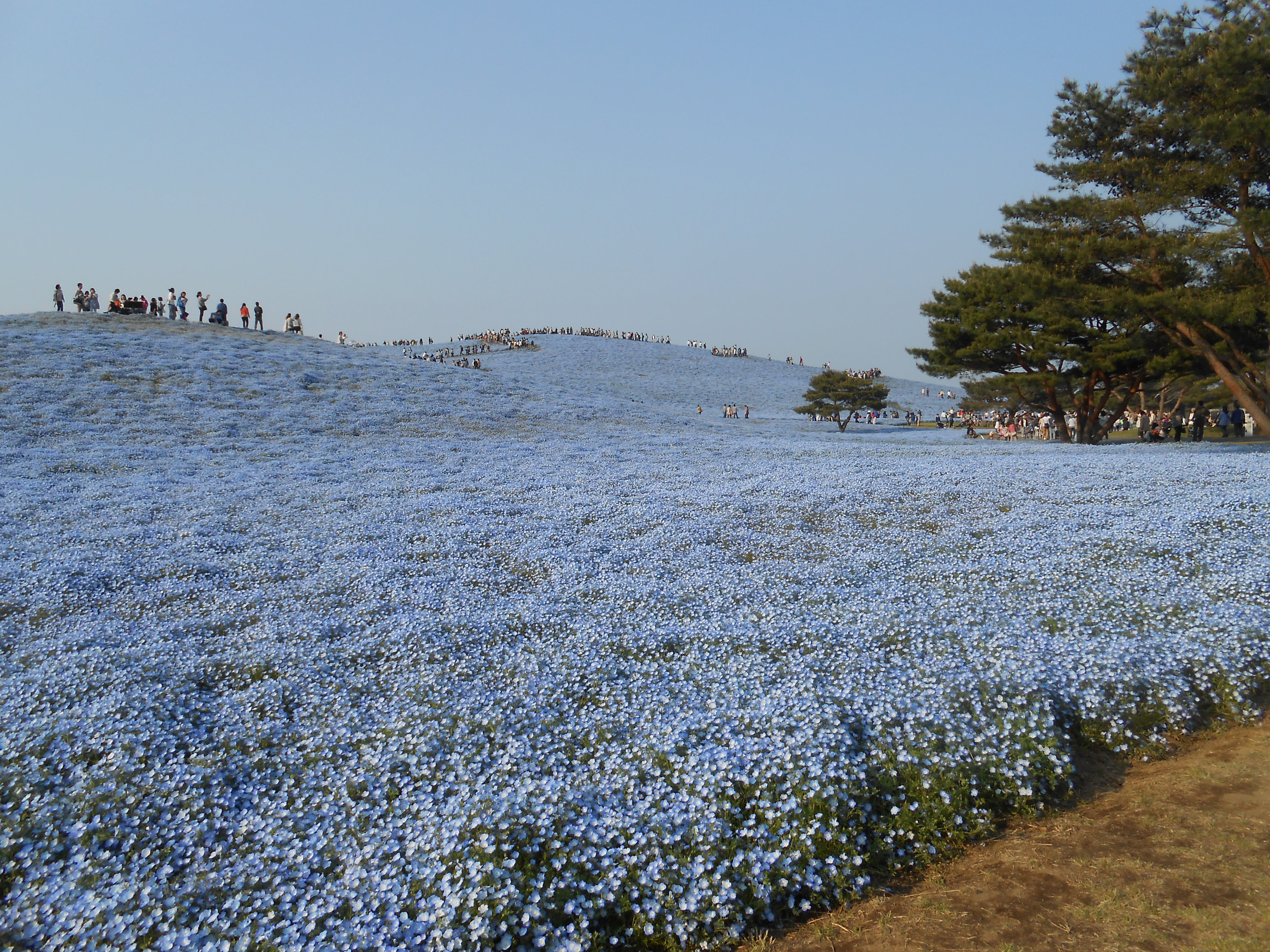 川越から近くの花畑 川越 志木 駅近 正統派エステサロン Joie 心と体のメンテナンスするサロン